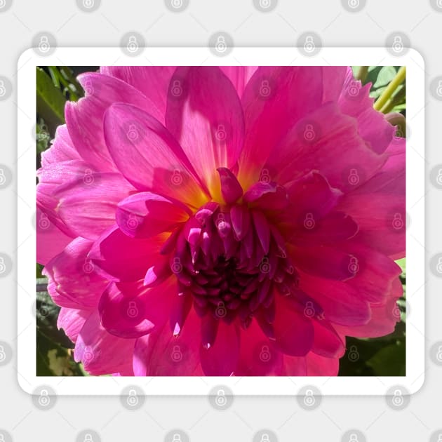 Love Life of a Dahlia Sticker by Photomersion